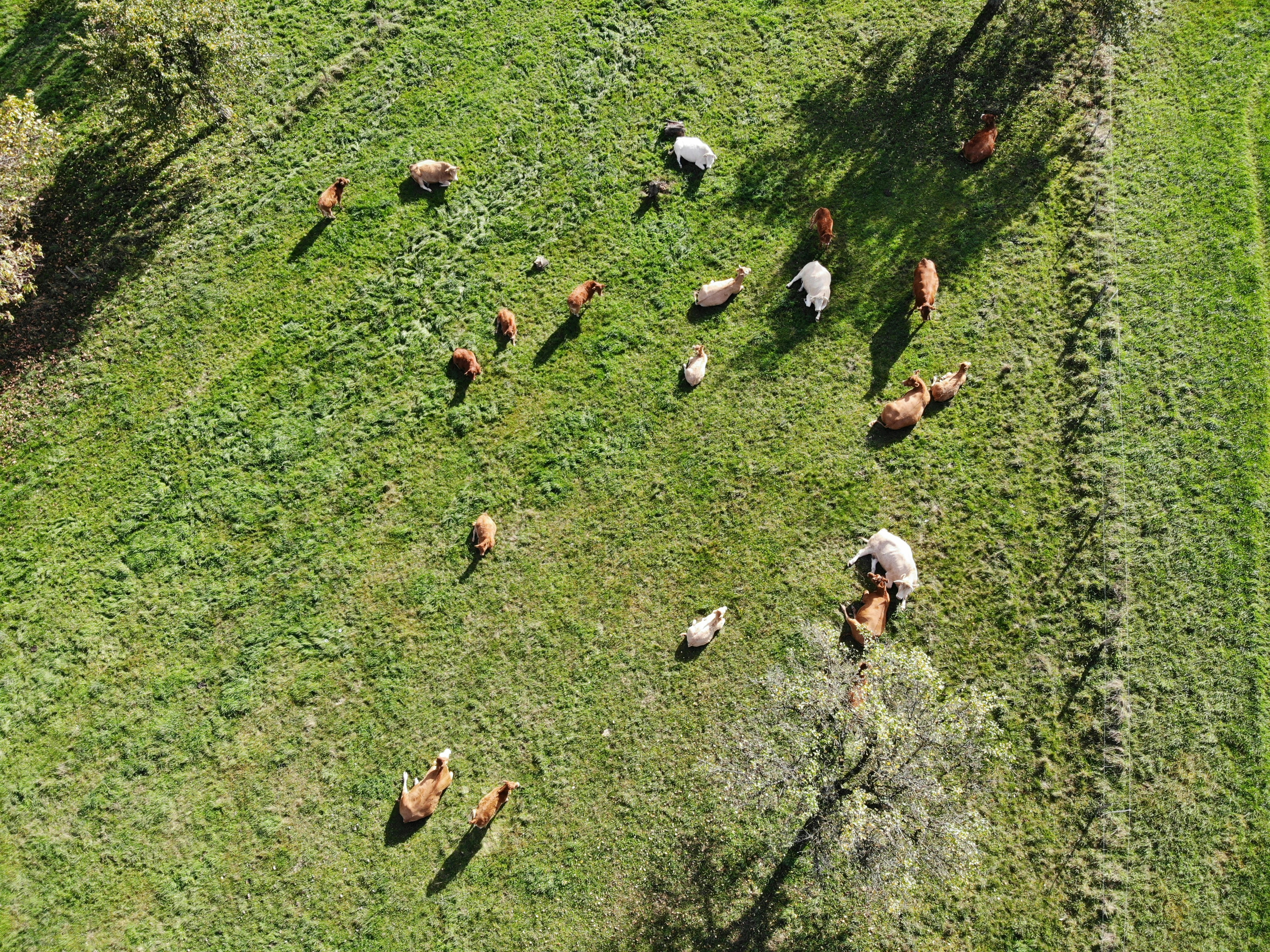 aerial view of animals on grassy field